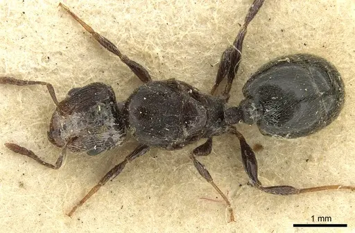 Pheidole piliventris specimen