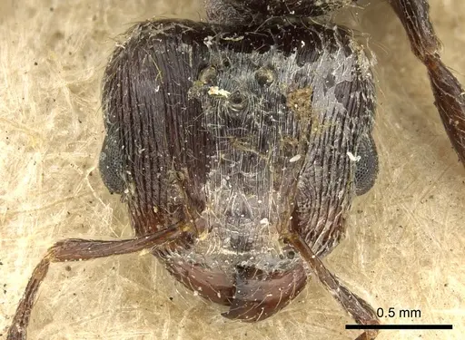 Pheidole piliventris specimen