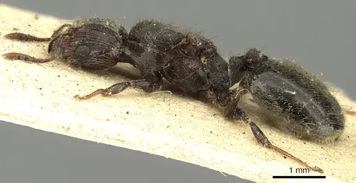 Pheidole piliventris specimen