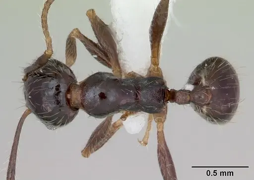 Pheidole pilosior specimen