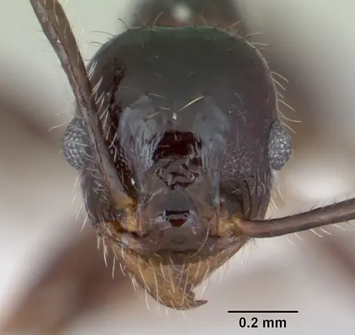 Pheidole pilosior specimen