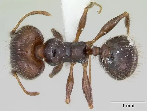 Pheidole pilosior - CASENT0172979