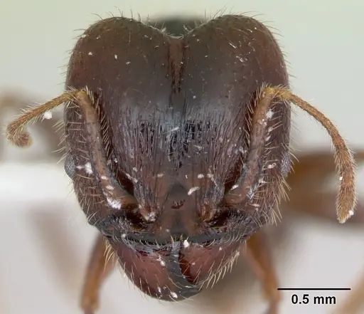 Pheidole pilosior - CASENT0172979