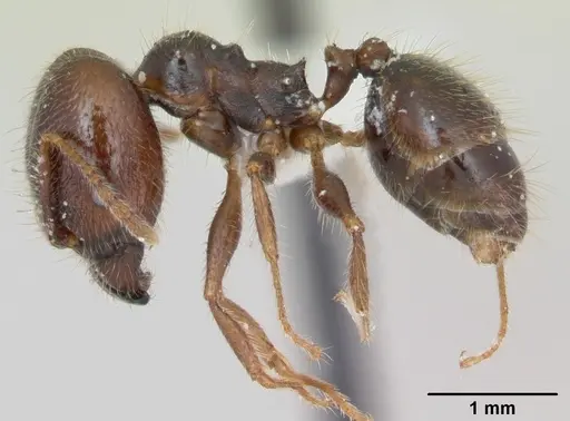 Pheidole pilosior - CASENT0172979
