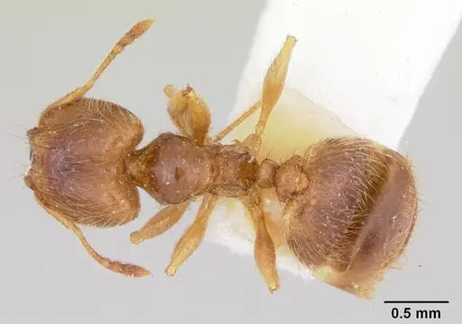 Pheidole pinealis specimen