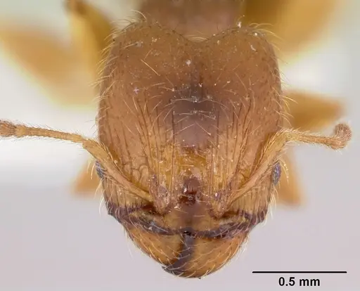 Pheidole pinealis specimen