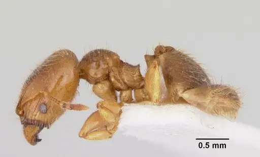 Pheidole pinealis specimen