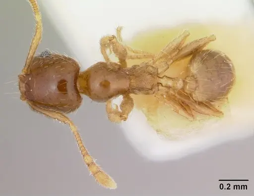 Pheidole pinealis - CASENT0103478