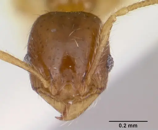 Pheidole pinealis - CASENT0103478