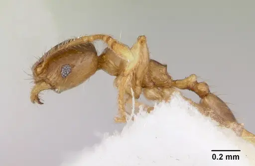 Pheidole pinealis - CASENT0103478