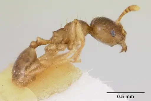 Pheidole pinealis - CASENT0103478