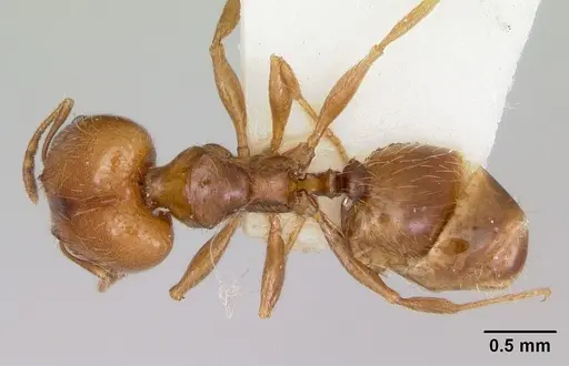 Pheidole pinealis - CASENT0103479
