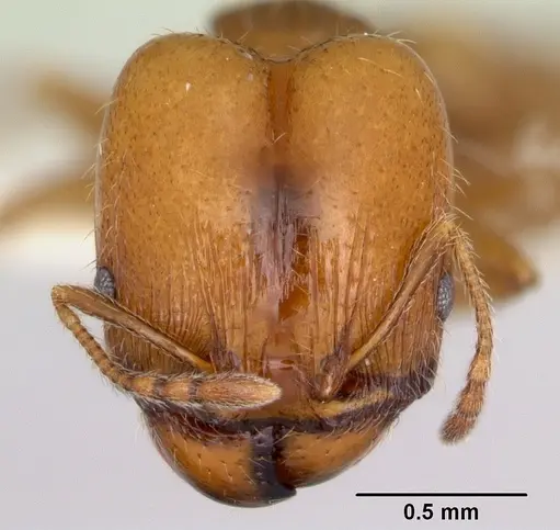 Pheidole pinealis - CASENT0103479
