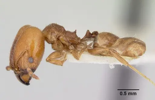 Pheidole pinealis - CASENT0103479