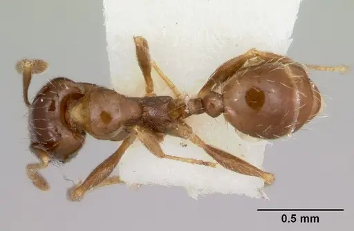 Pheidole pinealis - CASENT0103480