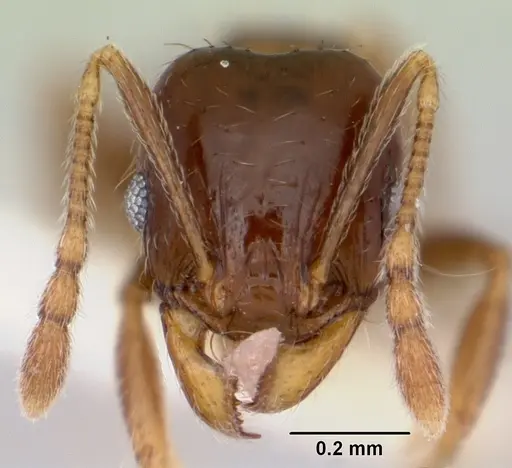 Pheidole pinealis - CASENT0103480