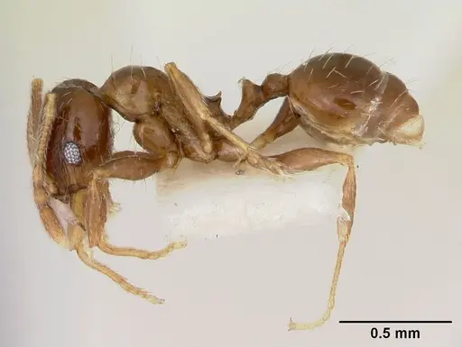 Pheidole pinealis - CASENT0103480