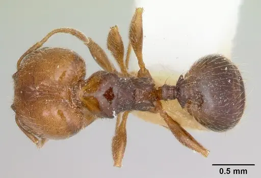 Pheidole pinealis - CASENT0103481