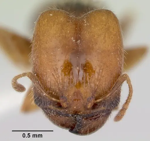 Pheidole pinealis - CASENT0103481