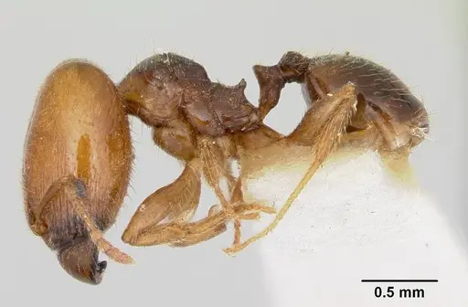Pheidole pinealis - CASENT0103481