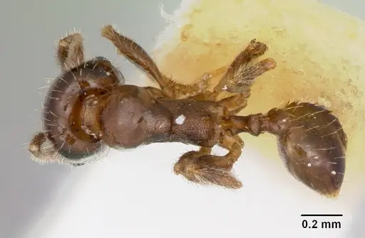 Pheidole pinealis - CASENT0103482