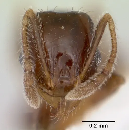 Pheidole pinealis - CASENT0103482