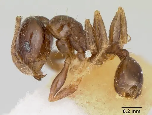 Pheidole pinealis - CASENT0103482