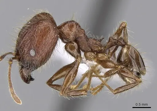 Pheidole plagiaria specimen