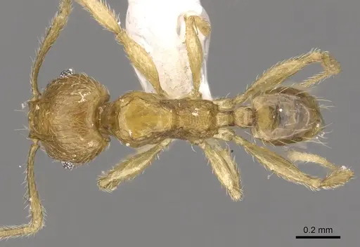Pheidole planidorsum specimen