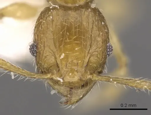 Pheidole planidorsum specimen