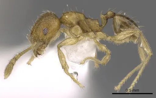 Pheidole planidorsum specimen