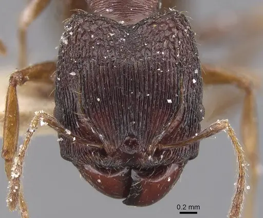 Pheidole planifrons specimen