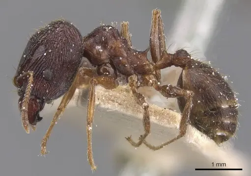 Pheidole planifrons specimen