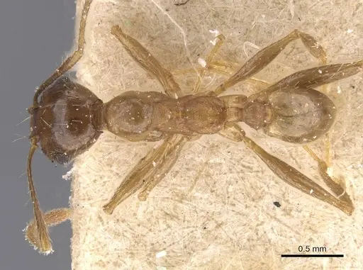 Pheidole planifrons - CASENT0913395