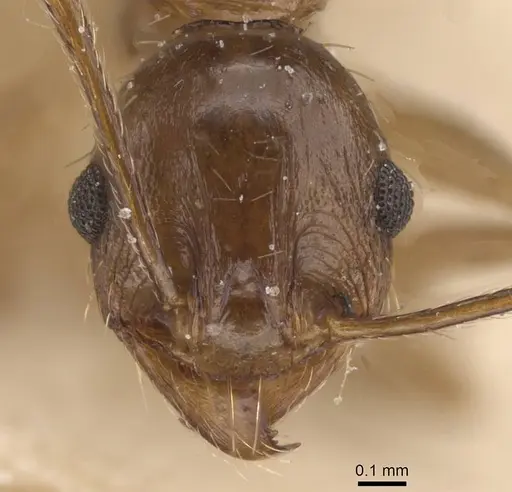 Pheidole planifrons - CASENT0913395