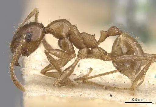 Pheidole planifrons - CASENT0913395