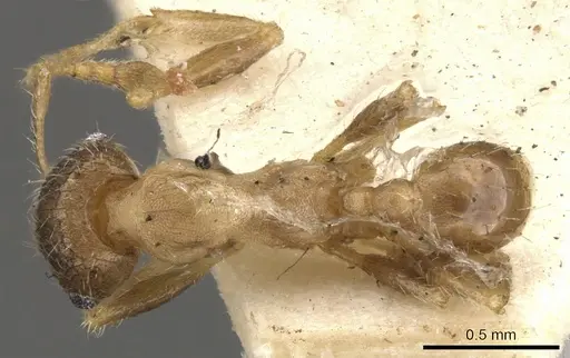 Pheidole platypus specimen