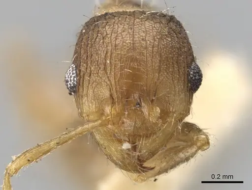 Pheidole platypus specimen