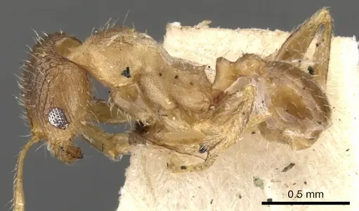Pheidole platypus specimen