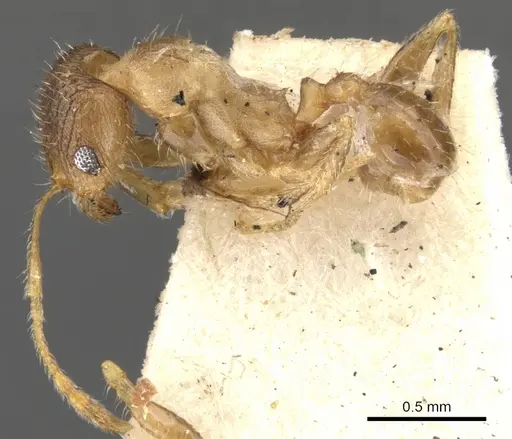 Pheidole platypus - CASENT0901539