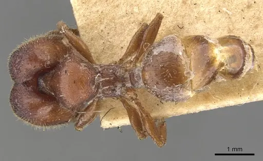 Pheidole platypus - CASENT0901540