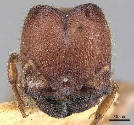 Pheidole platypus - CASENT0901540