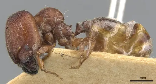 Pheidole platypus - CASENT0901540