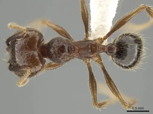 Pheidole platyscapa specimen