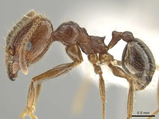 Pheidole platyscapa specimen