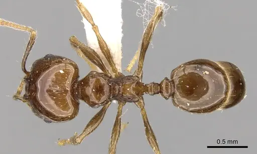 Pheidole plebecula specimen