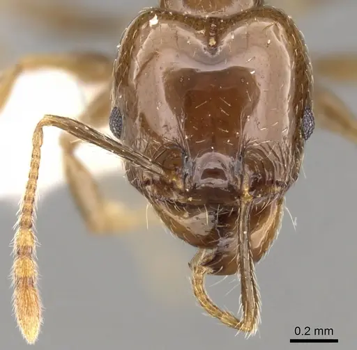Pheidole plebecula specimen