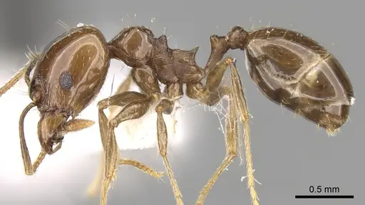 Pheidole plebecula specimen