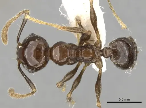 Pheidole plebecula - CASENT0281744