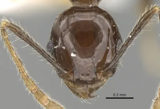 Pheidole plebecula - CASENT0281744